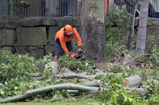 Best Large Tree Removal  in Stockton, UT